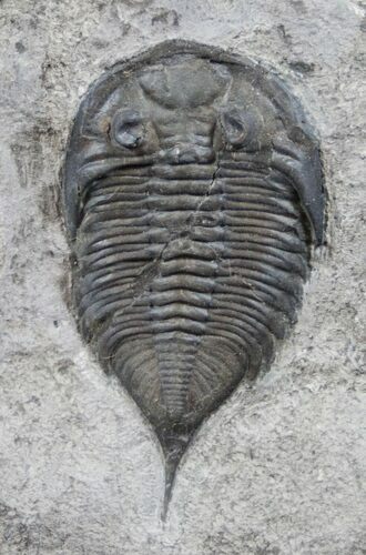 Nice Dalmanites Trilobite - New York #13645